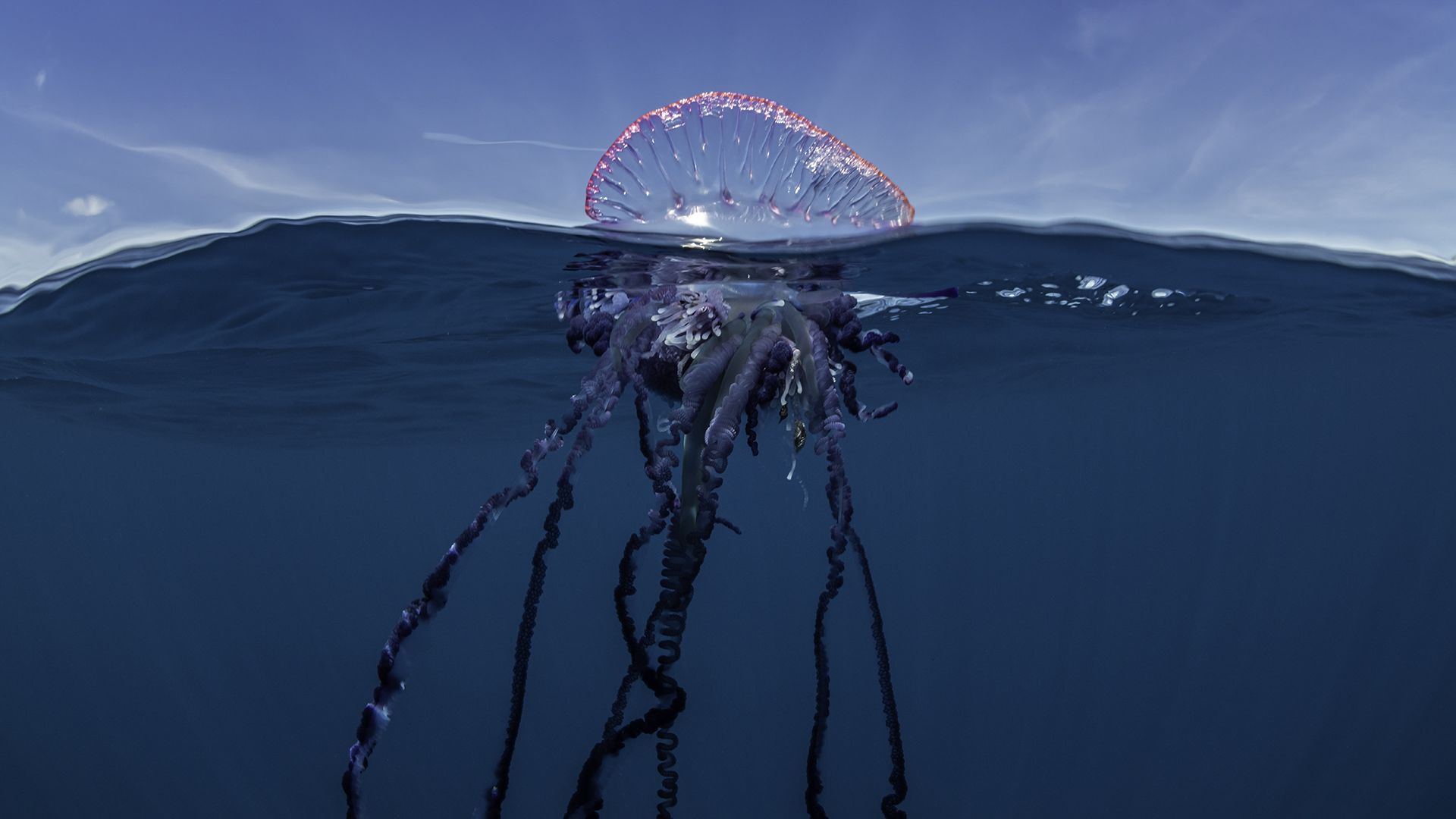 Hatalmas és ritka medúzát videóztak le