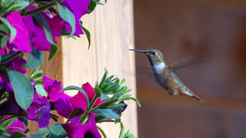 Ilyen pici kolibrit még biztosan nem láttál!
