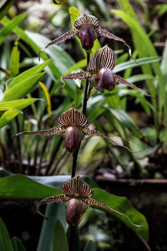 Kinabalu aranya orchidea