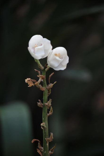 Galamb orchidea 