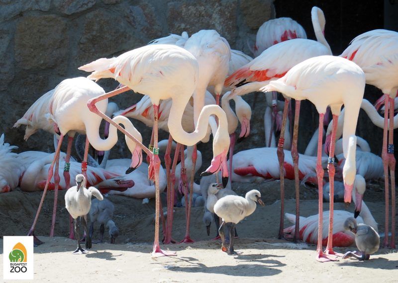 19 fióka kelt ki a flamingóknál 