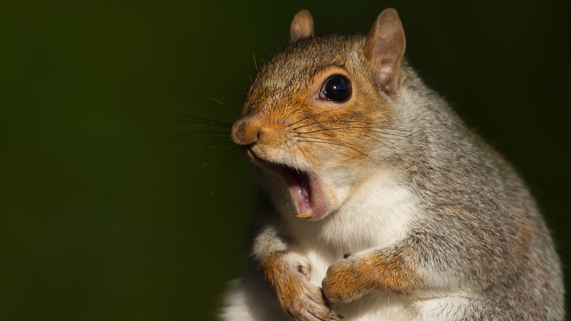 7 hetes mókuskölyök hangját rögzítette egy fotós
