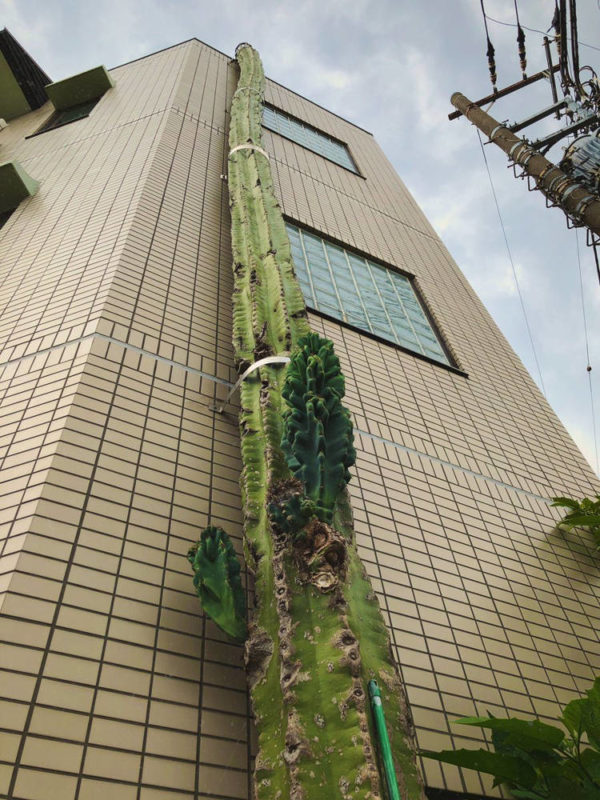 Ez lehet a világ legmagasabb kaktusza