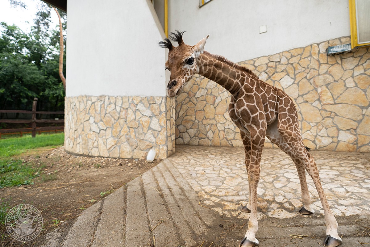 Zahara, a kis recés zsiráfkölyök (fotó: a debreceni állatkert Facebook oldala)