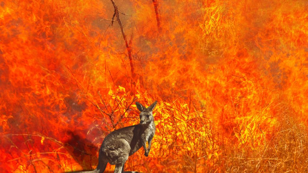 Kenguruk és koalák élettere szűnt meg az ausztrál tűz miatt