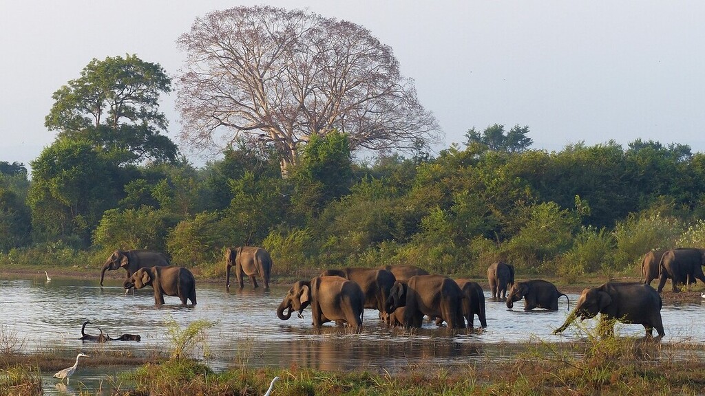 Ritka elefántikrek születhettek Srí Lankán 