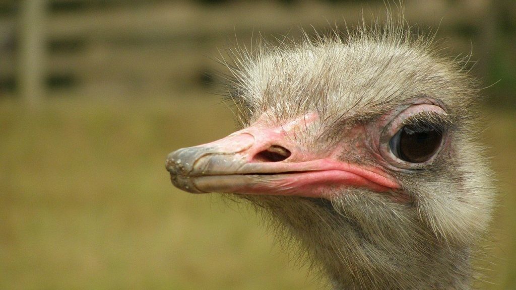 Emu - Fotó: Pixabay