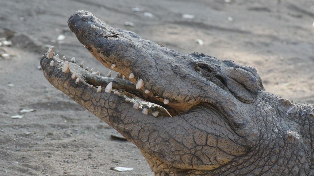 Brutálisan megtámadott egy krokodil egy borneói férfit