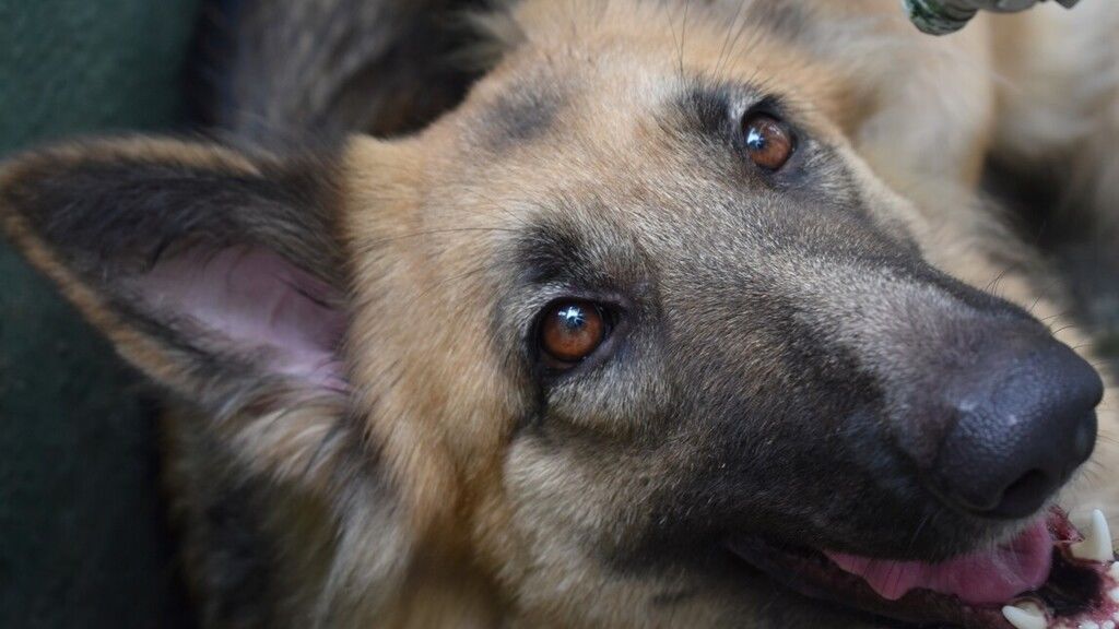 Elpusztult az első olyan kutya, aki bizonyítottan elkapta a koronavírust