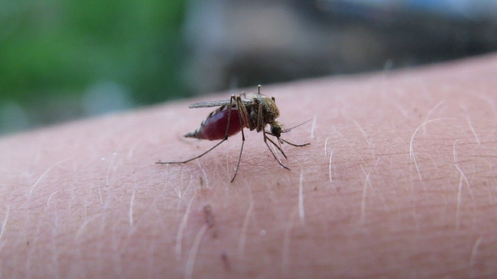 Szívós állat a szúnyog (fotó: Pixabay)