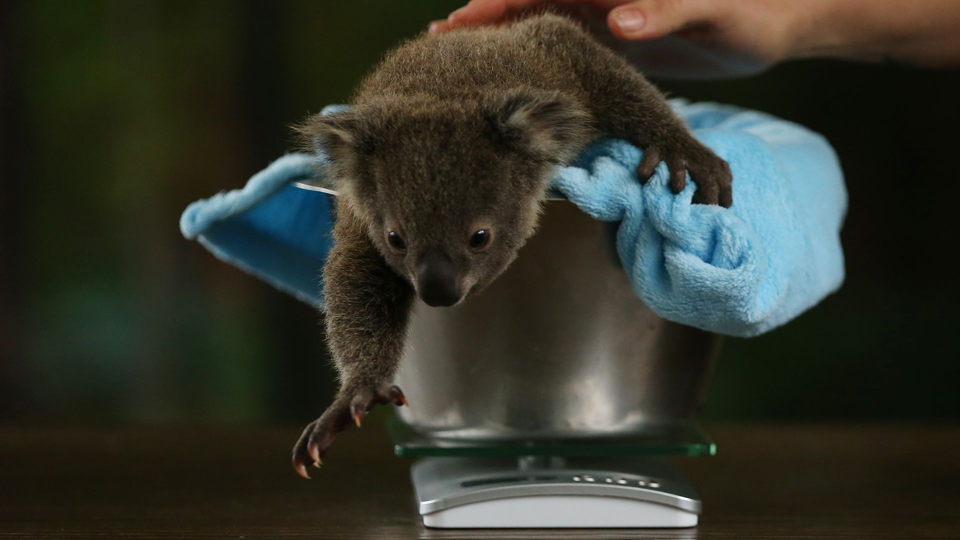 A koala ujjlenyomat majdnem pont olyan, mint az emberé