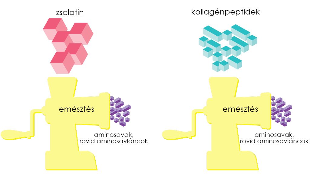 A valóságban érdeni eltéréseket nem jelent a szervezet számára, hogy zselatin vagy kollagénpeptid formájában viszünk be kollagént.