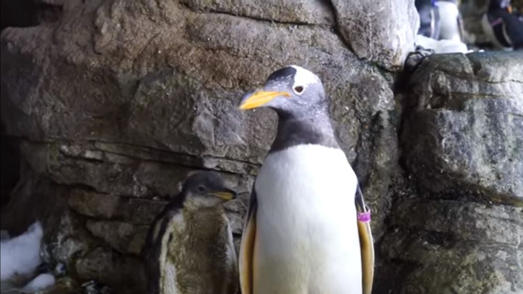 Családot alapított a leszbikus pingvinpár