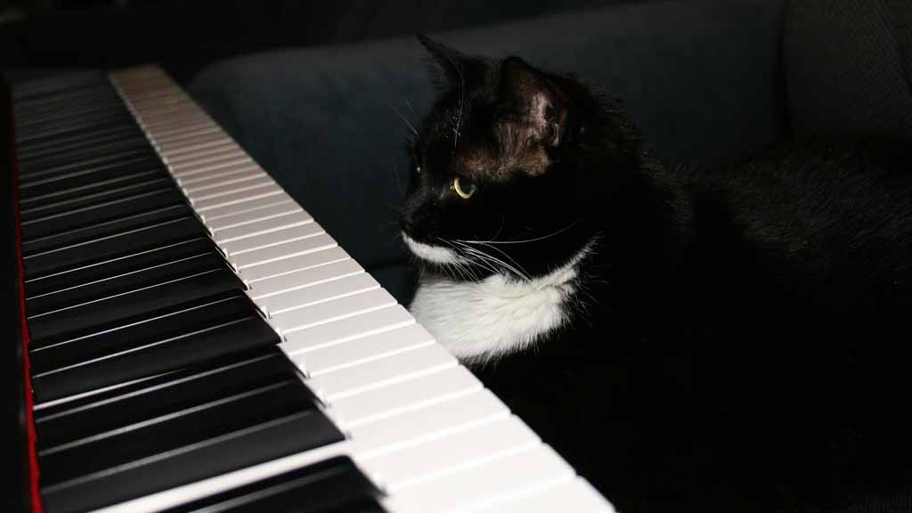 Más macskák is csípik a zongorákat / Fotó: Pixabay