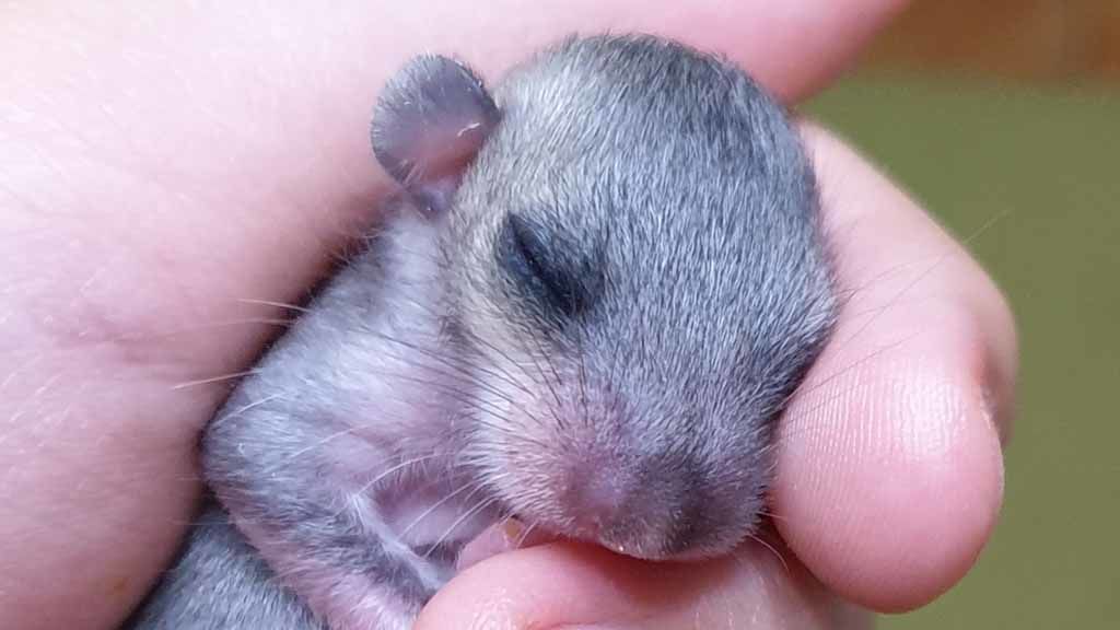 Cukiságbomba: mókusnak hitték, patkánynak tűnik, de lehet, hogy pele