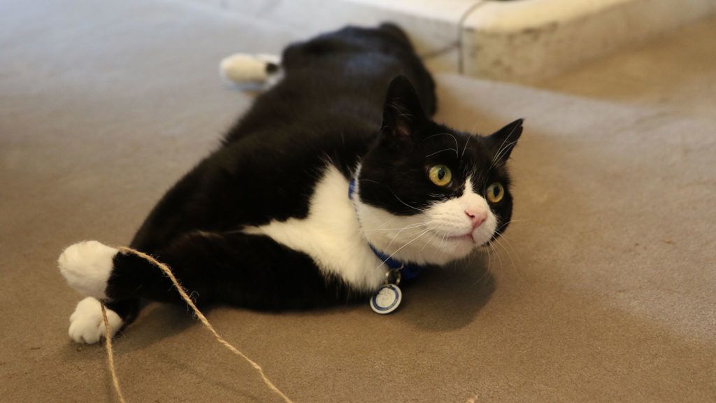 Nyugdíjba megy Palmerston, a brit külügyi cica