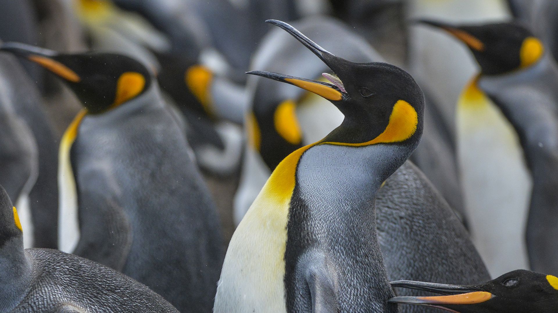 Sokkal több pingvin élhet a világon, mint eddig gondoltuk