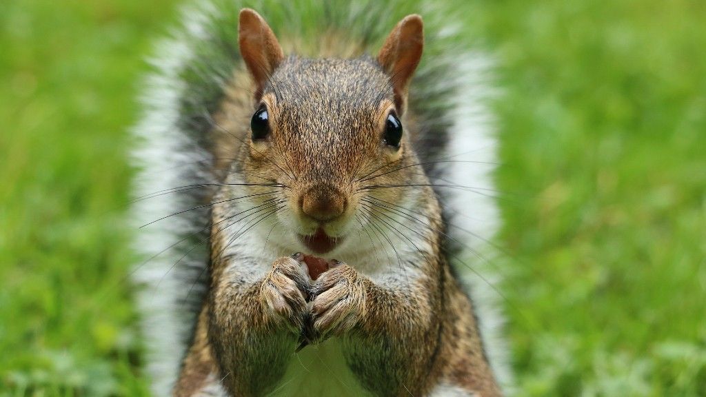 Ez a mókus még nem járt gatyában (fotó: Pixabay)