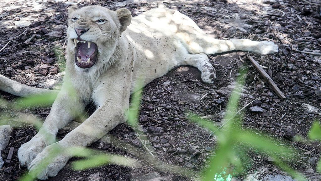 Fehér oroszlánok tépték szét az állatvédőt