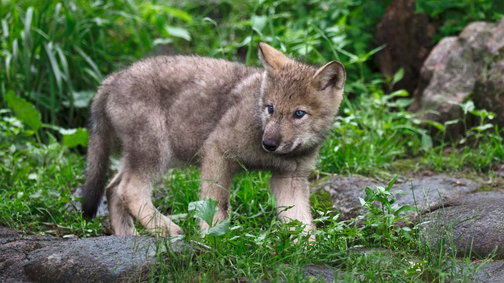 Farkaskölyök sétált az erdész kamerája elé a Bükkben