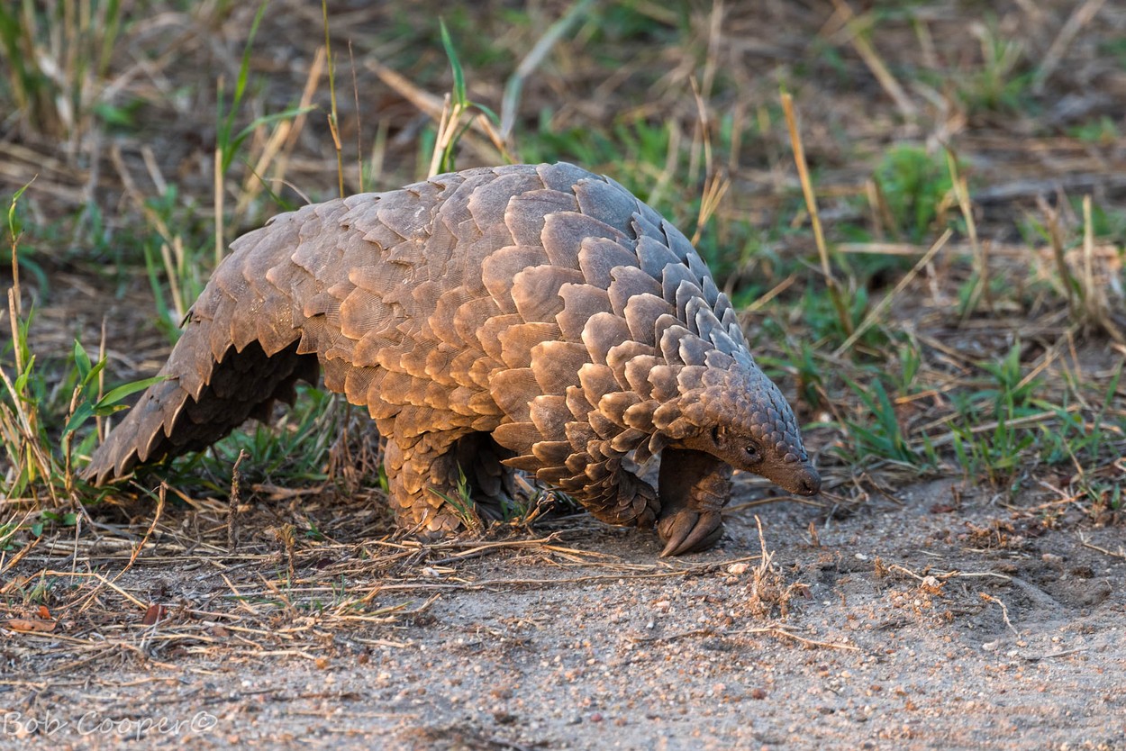 Fotó: Robert Cooper/Focus for Survival Wildlife Photography Competition