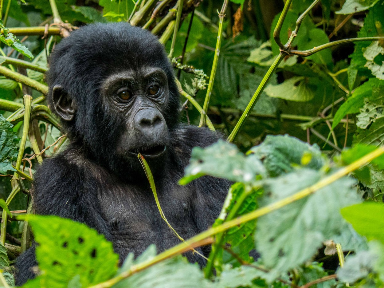 Fotó: Cyril Delapraz/Focus for Survival Wildlife Photography Competition