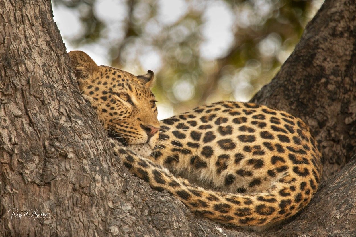 Fotó: Racquel Barao/Focus for Survival Wildlife Photography Competition