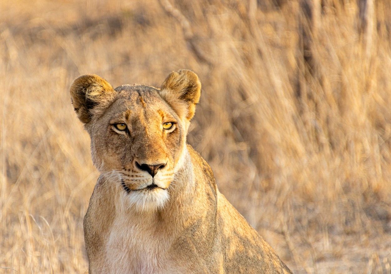 Fotó: Deb Farrimond/Focus for Survival Wildlife Photography Competition