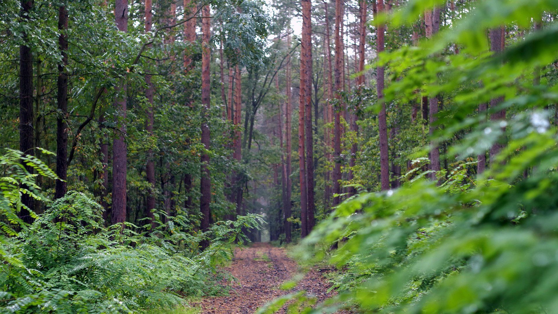 Erdő