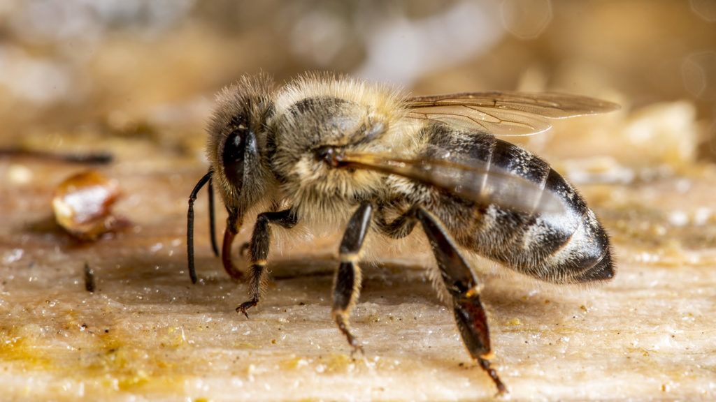 Erőteljes antibiotikum a prosztatitisben