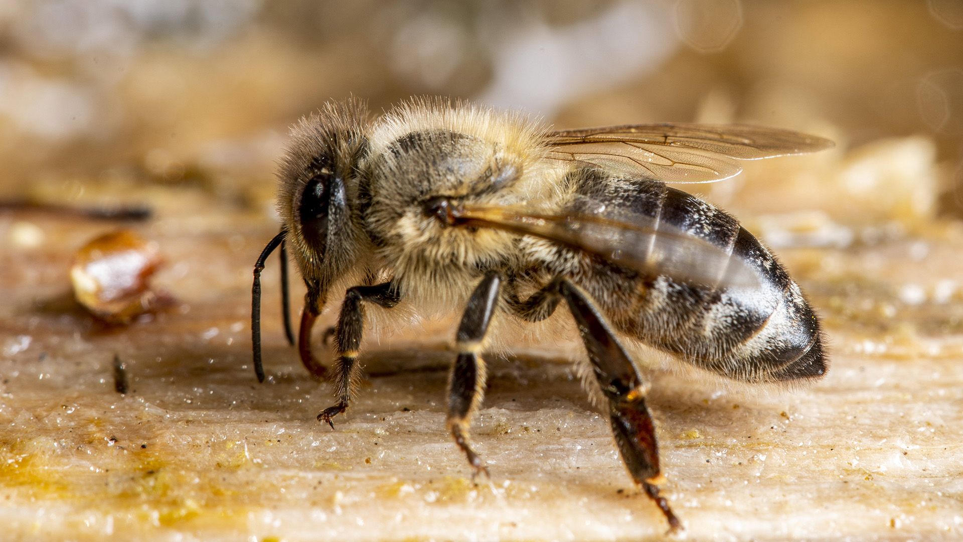 A prosztatagyulladás kezelésére méhek pollenjét használják
