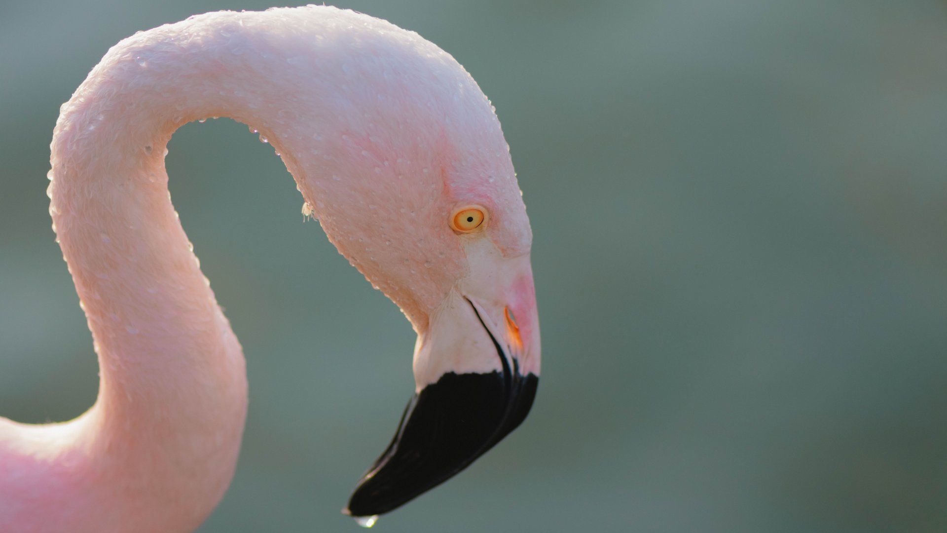 Rózsaszín flamingó