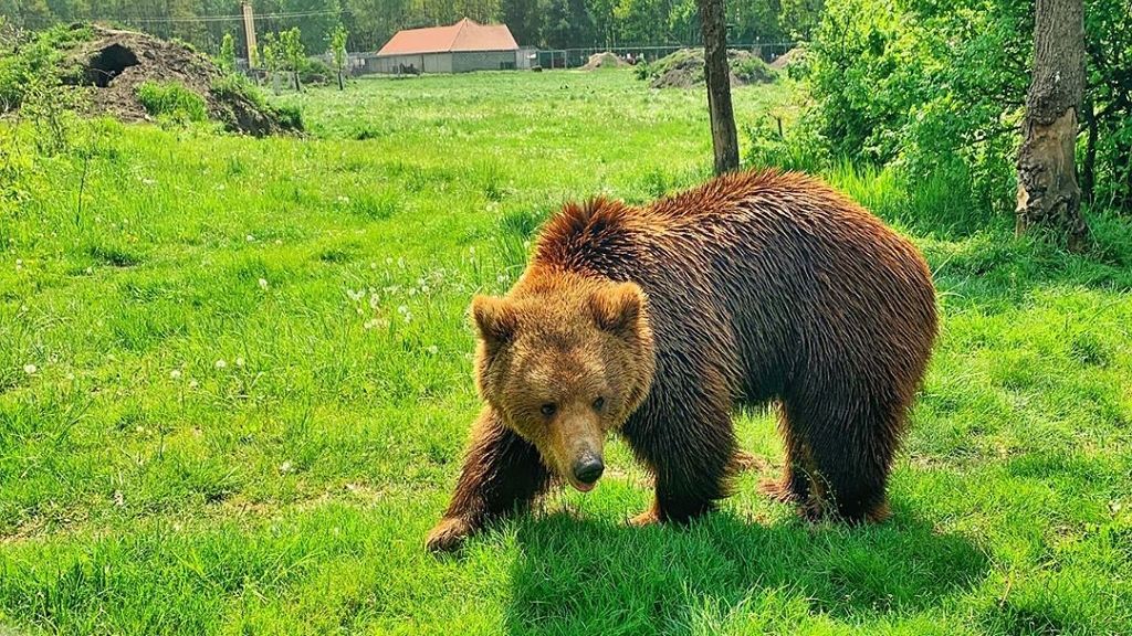 Bajban vannak a Veresegyházi Medvepark állatai