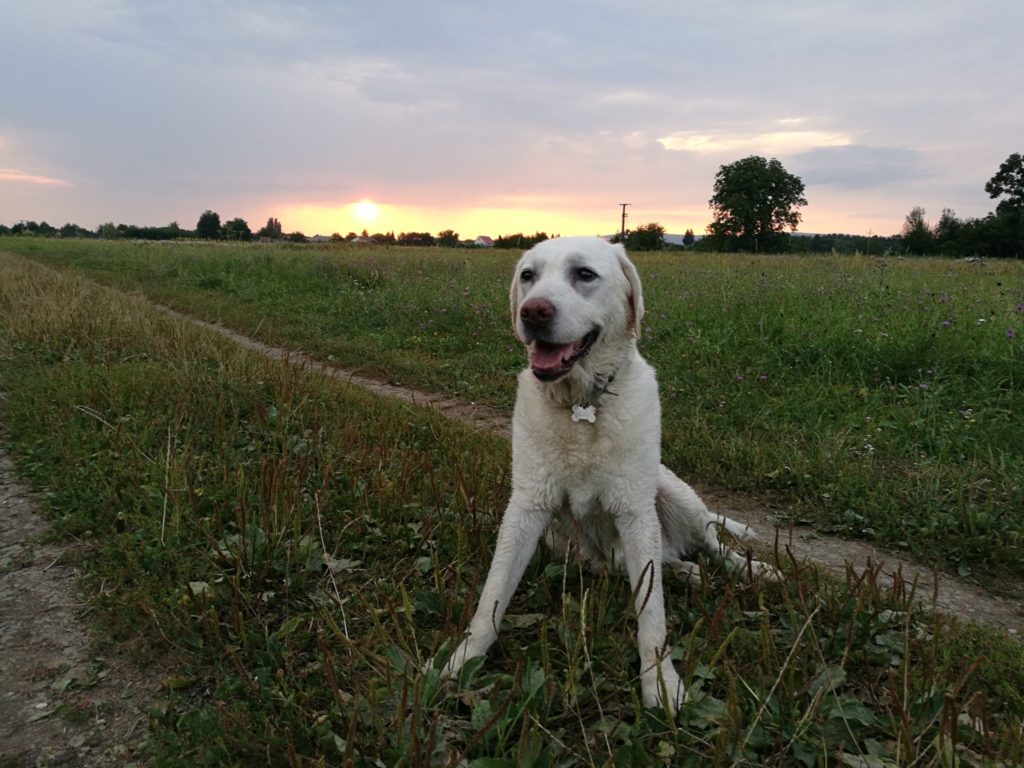 A vakvezető kutya, aki új életet adott gazdájának