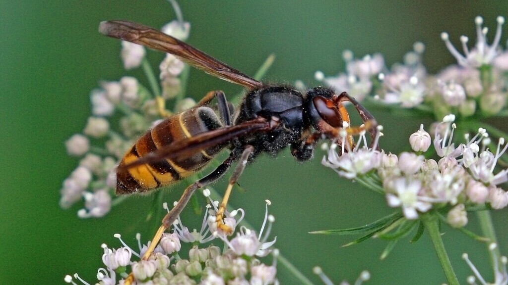 Az ázsiai lódarázs kegyetlen méhpusztításra képes (Fotó: Wikipédia)