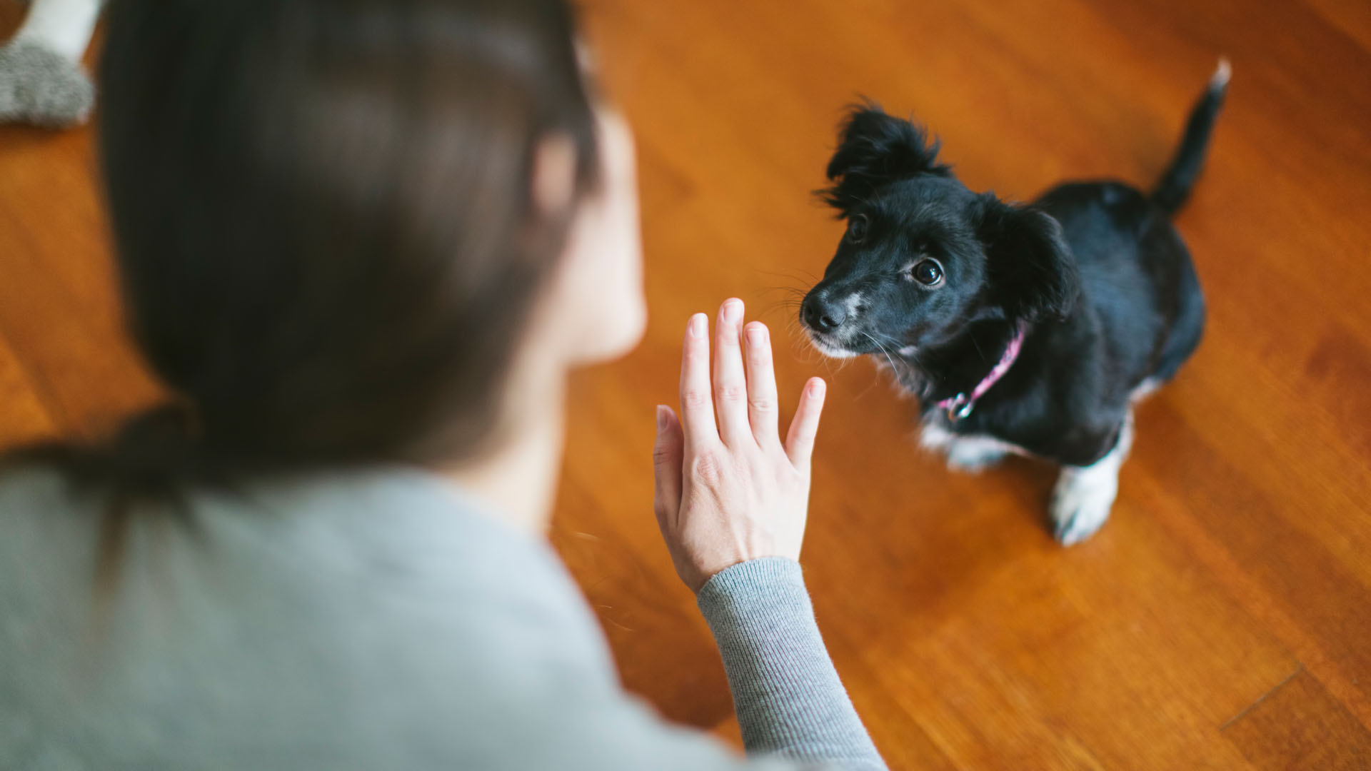 A kutya érti az emberi beszéd érzelmi töltetét