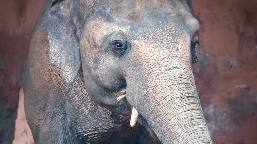 Kaavan, a világ legmagányosabb elefántja