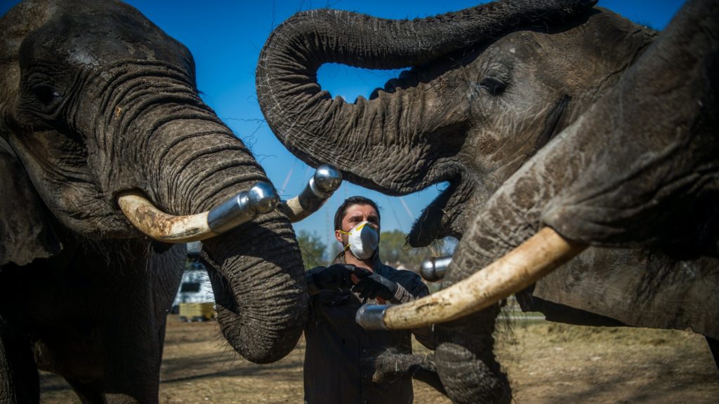 Elefántok a szadai szafariparkban