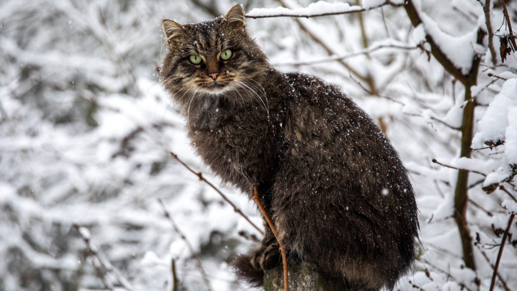 Macska a hóesésben. (Fotó: MTI/Mohai Balázs)