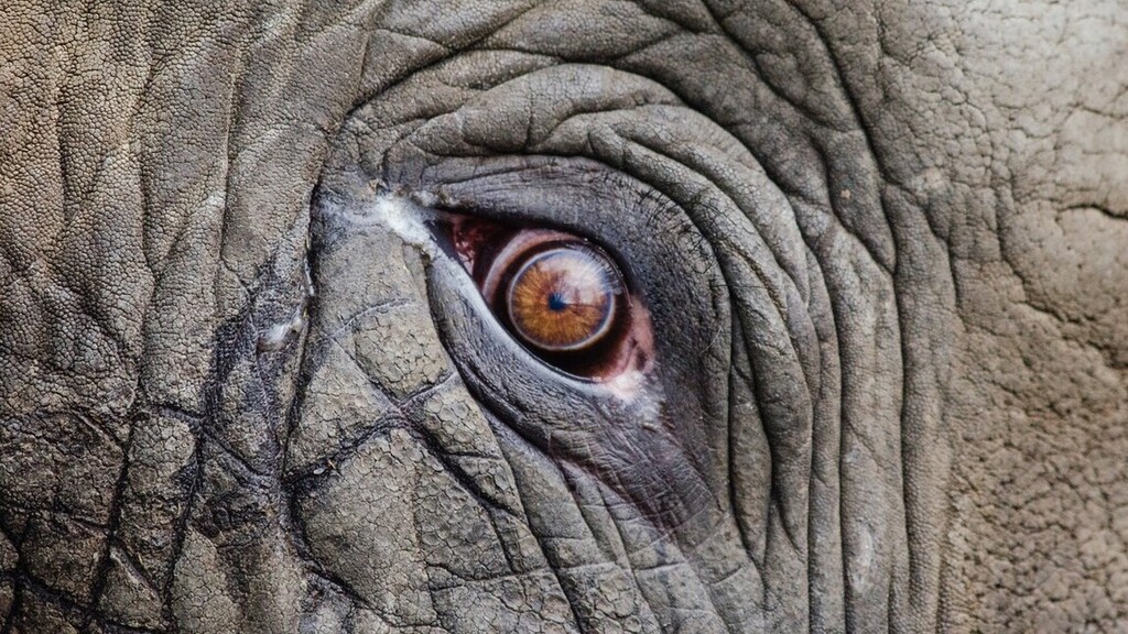 Minden szem az elefántokon (Fotó: Pexels.com)