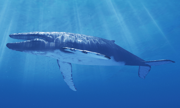 A világ legnagyobb, ma is élő állata a kék bálna