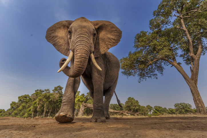 Az afrikai elefánt legnagyobb ellensége az ember