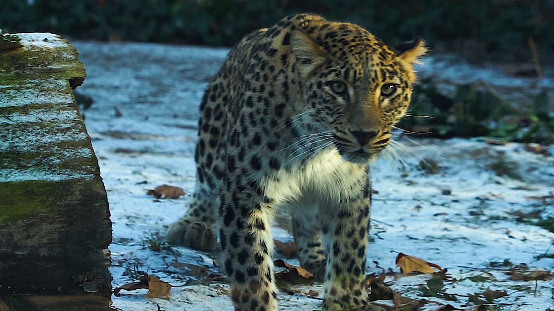 Budapestre érkezett az állatkert új leopárdja