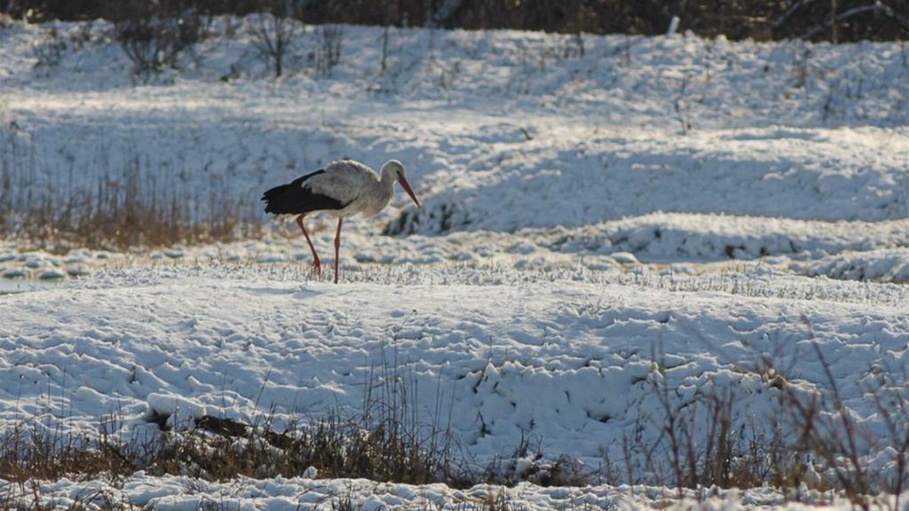 Áttelelő gólyát észleltek Szatymaz környékén