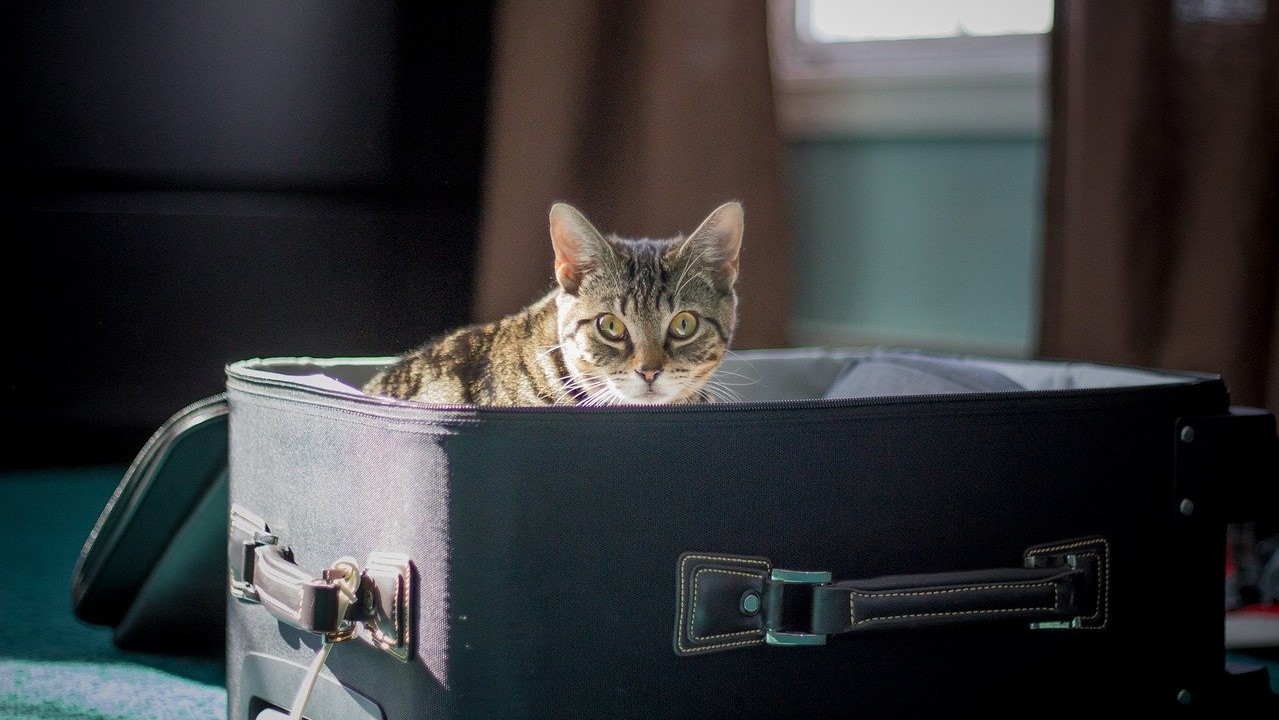 Macska a bőröndben