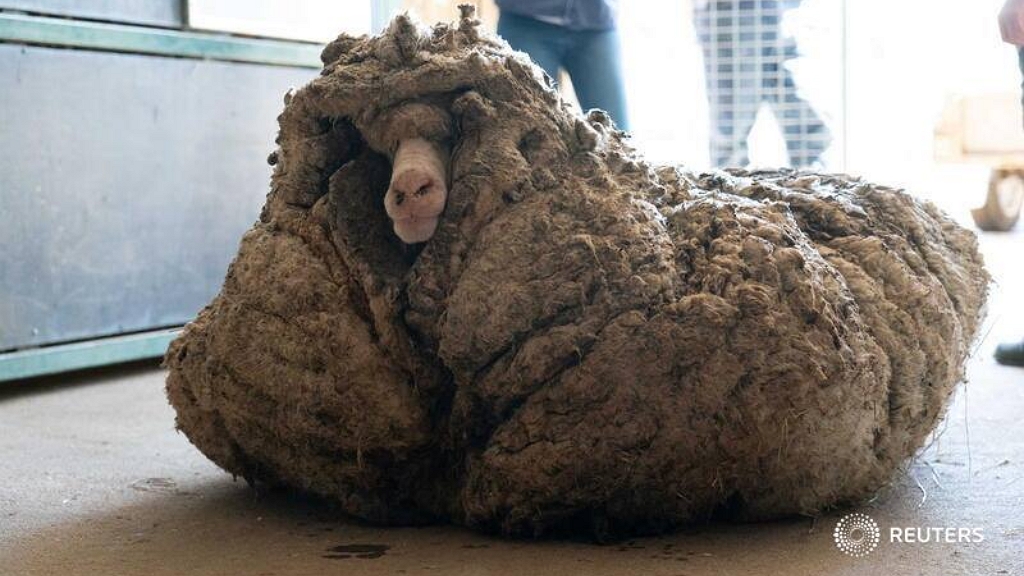 35 kiló gyapjútól szabadult meg az elvadult juh