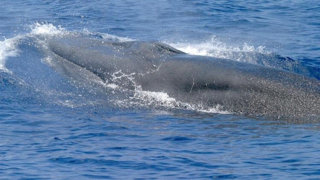 Új bálnafajt azonosítottak az Egyesült Államok partjainál