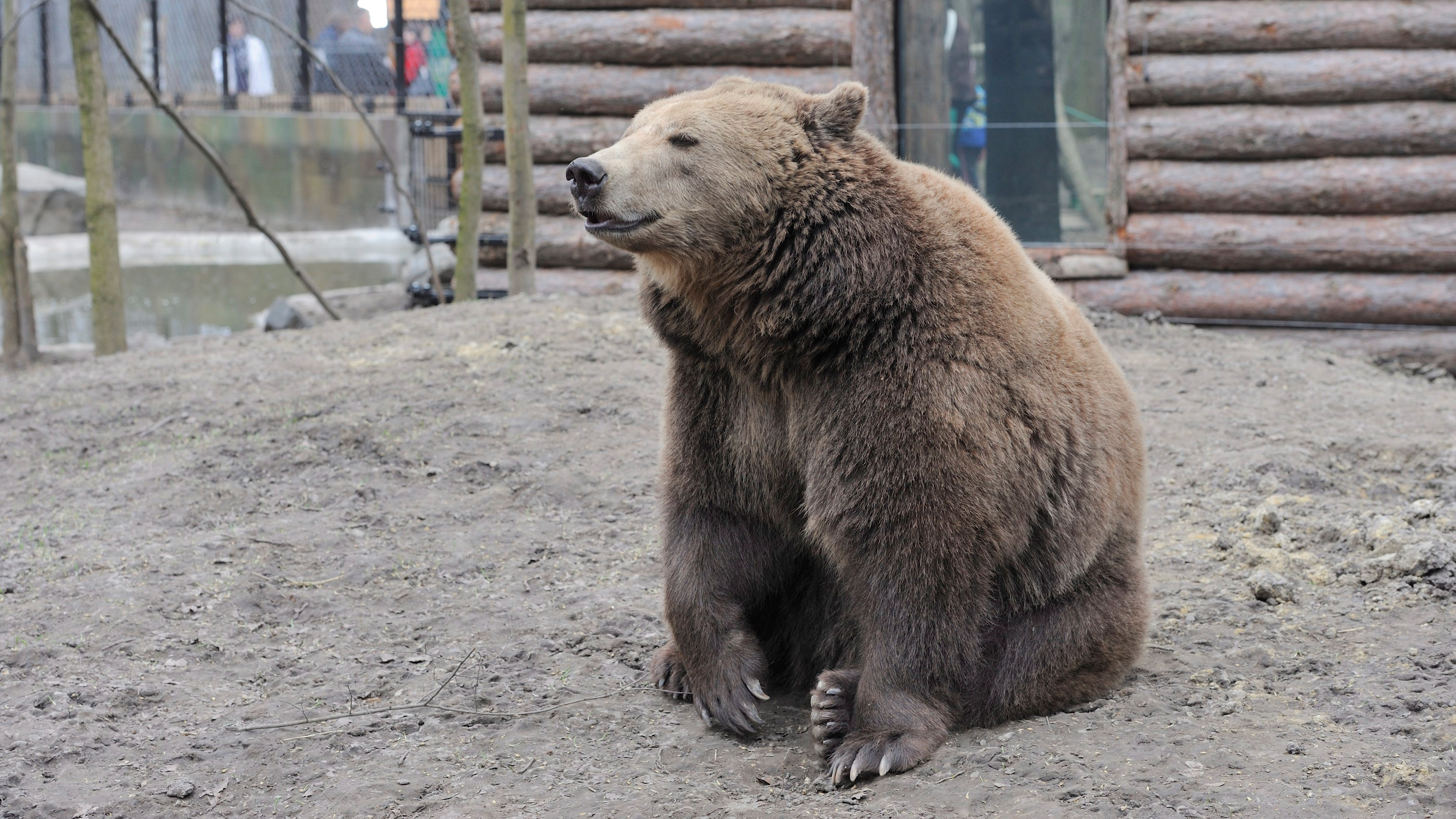 Egy nőstény európai barna medve (Ursus arctos arctos) a Szegedi Vadaspark új barnamedve-bemutatójánál 2015. március 22-én.