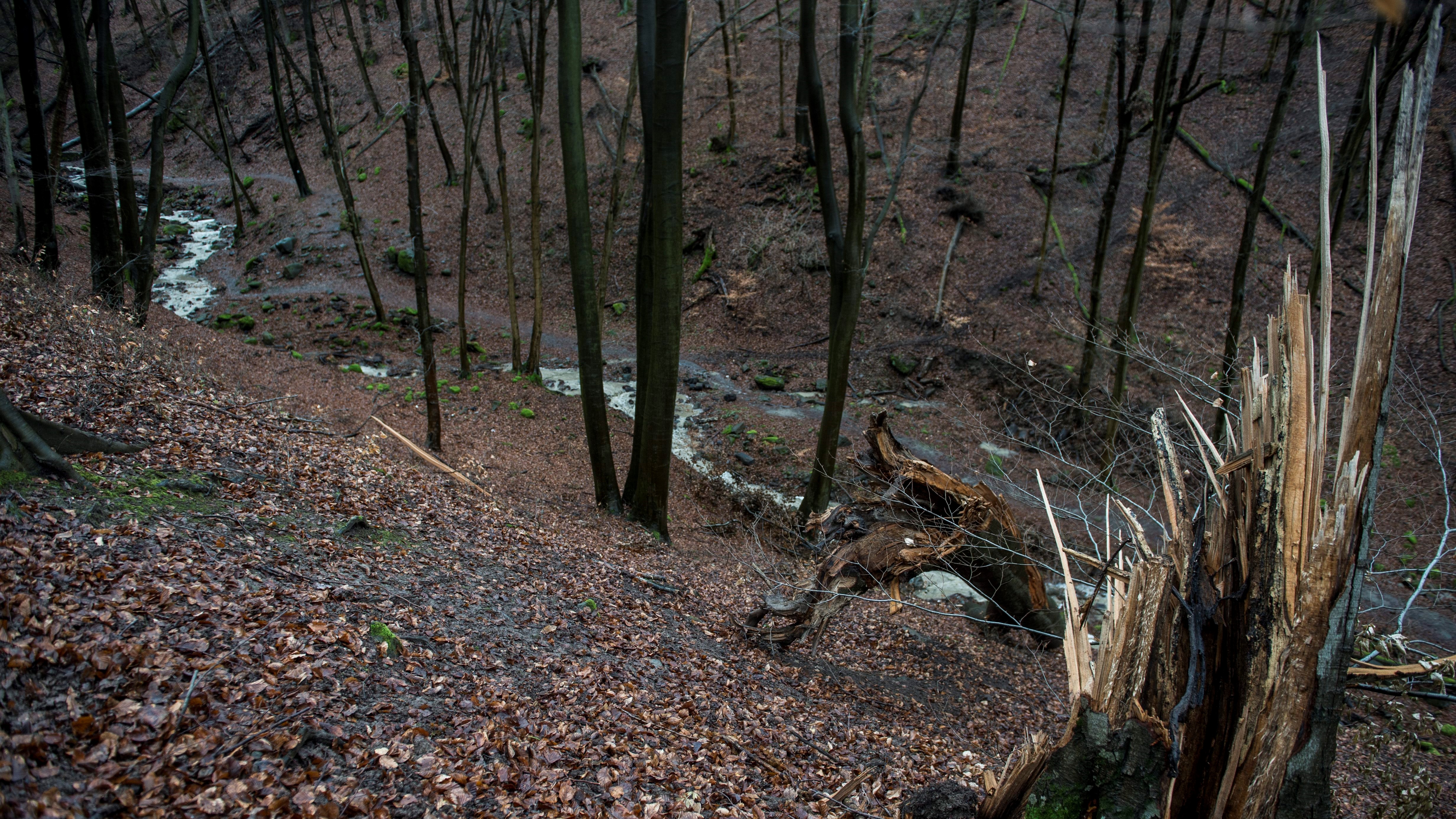 Kidőlt fa a Rám-szakadékban Dömös közelében 2015. január 10-én.