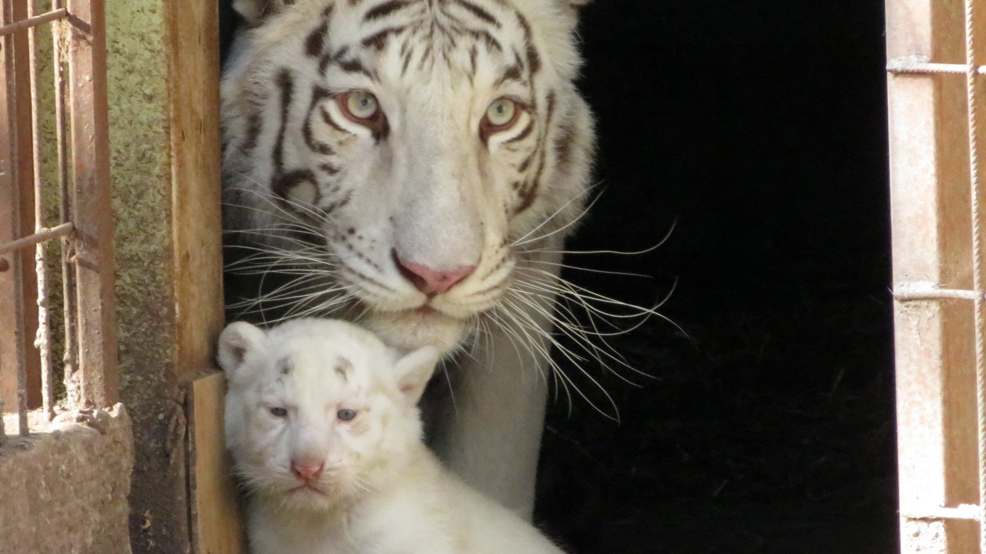 Fehér tigris a felsőlajosi Magán Zoo állatkertben